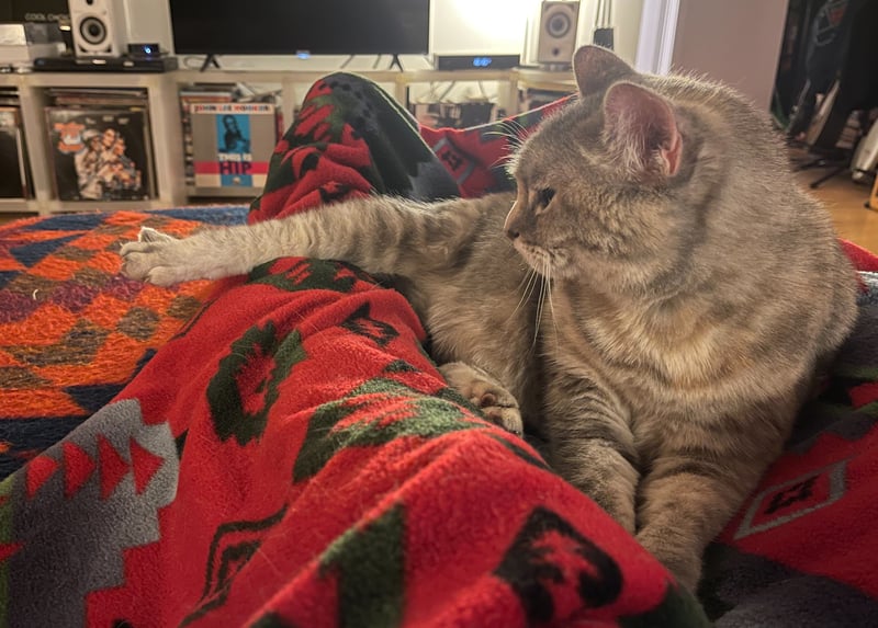 Twinkle, lifting leg, December, 2025, IMG_4417