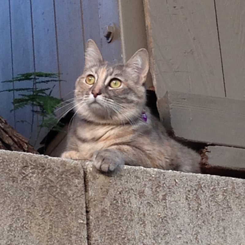 Twinkle, on the deck contemplating the universe