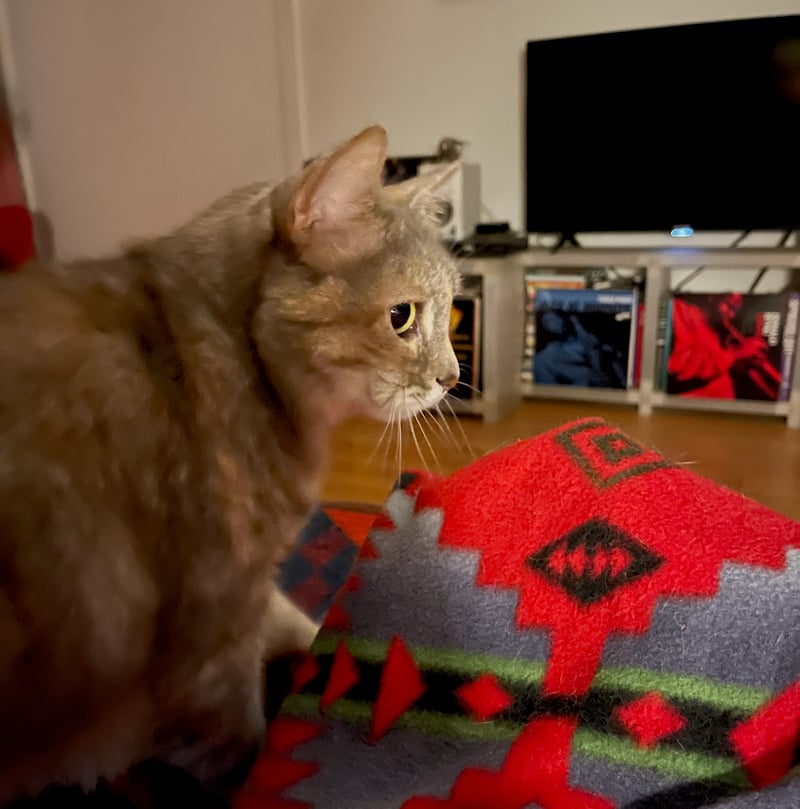 Twinkle, sofa, IMG_3259