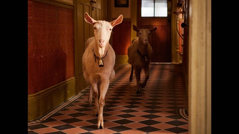 acgas-s4-animals-betty-and-hilda-goats-1024x576