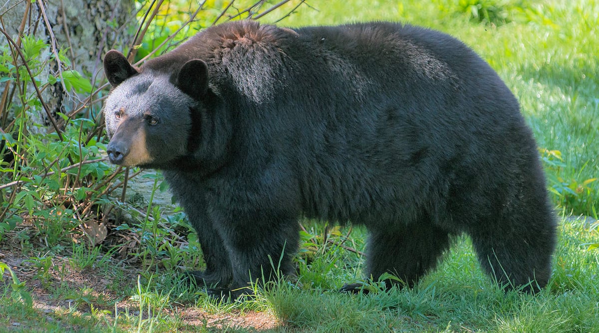black-bear