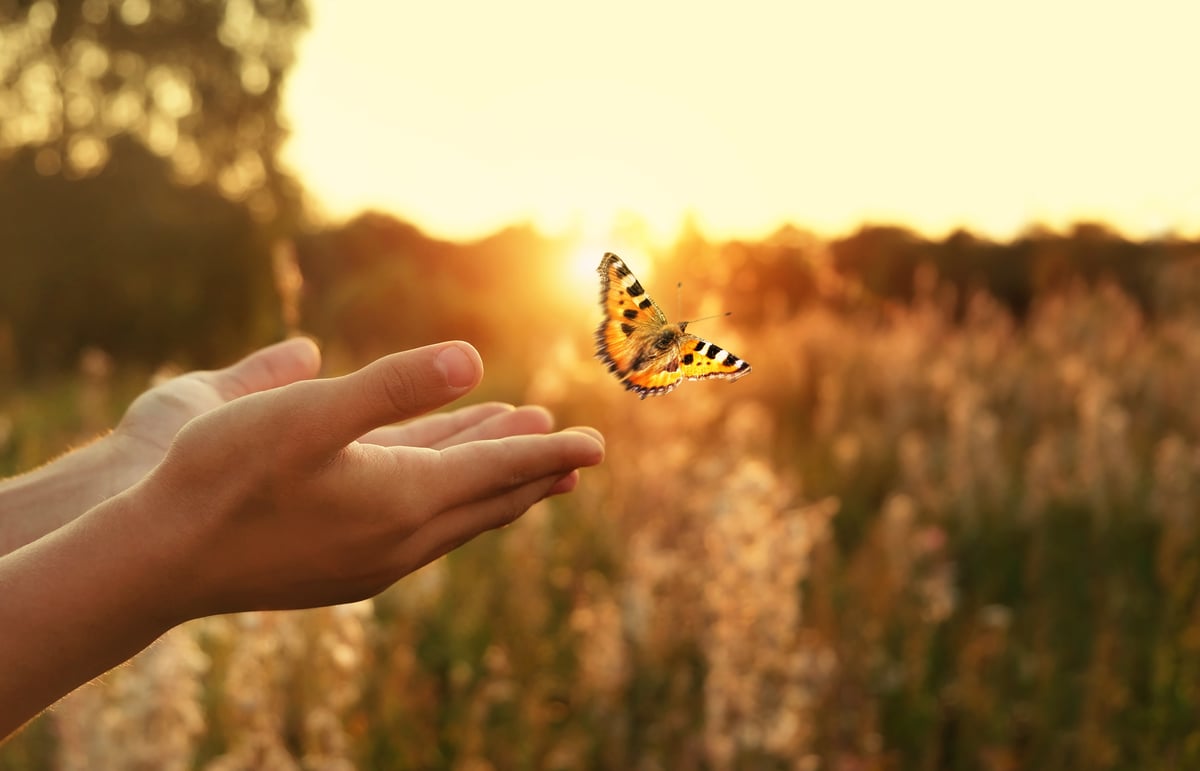 butterfly shutterstock_2500387223