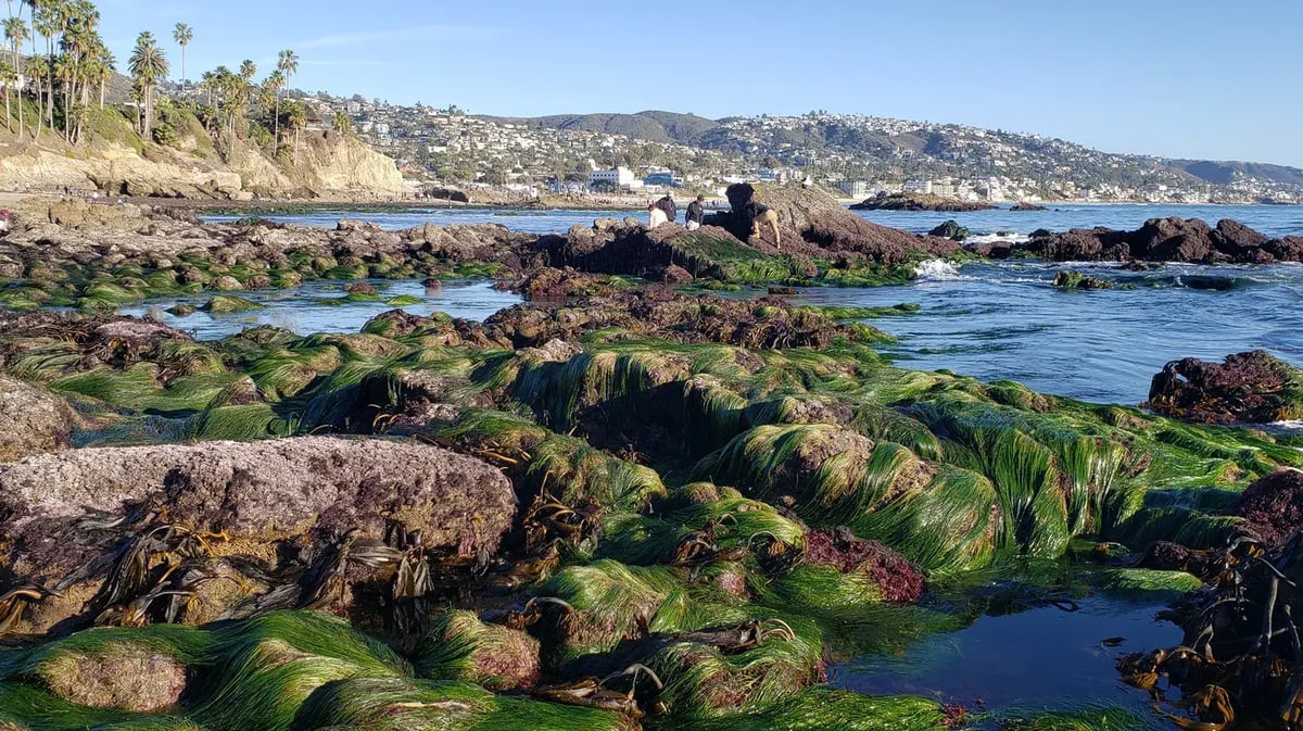 Surfgrass (Phyllospadix) drapes over the rocky intertidal zone in Laguna Beach. Credit: University of Washington Press.