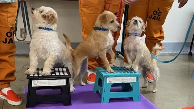 Photo courtesy of Cell Dogs Inc.