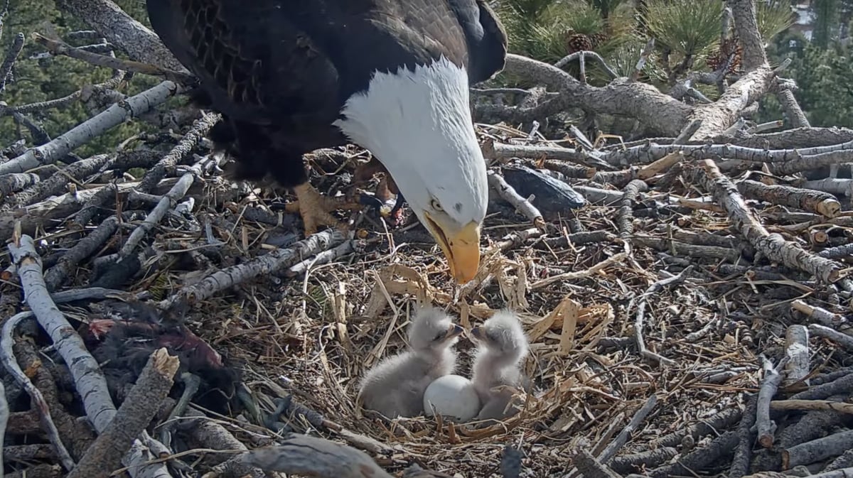 A screenshot from a live stream shows two newly hatched eaglets with their parent. Credit: Friends of Big Bear Valley. 