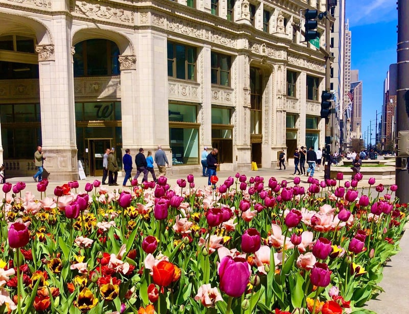 flower-power-chicago_magmile_tulips1-2000x2667