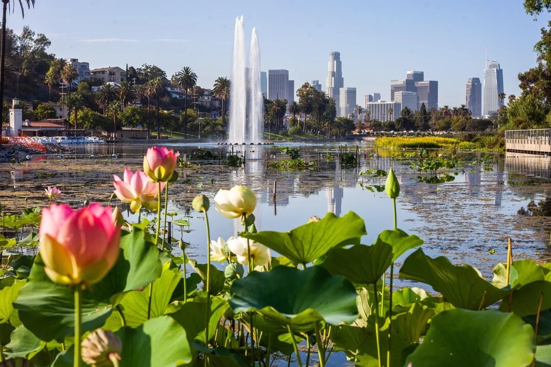 lotus festival