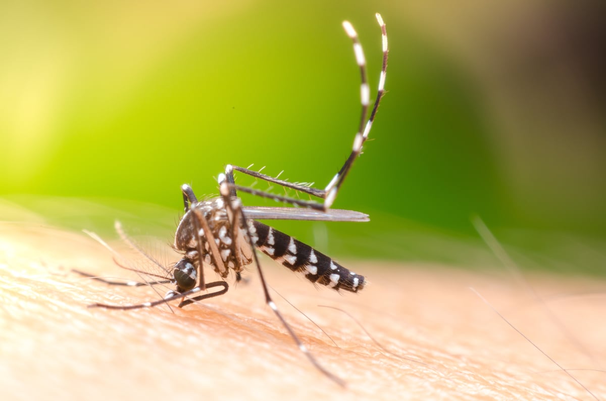 mosquito shutterstock_2336973301