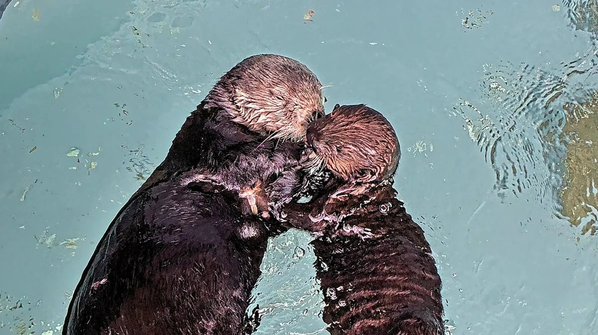 At the Aquarium of the Pacific, surrogate sea otter mom Millie interacts with her first rescued pup who is a candidate for release back into the wild. Credit: Aquarium of the Pacific. 