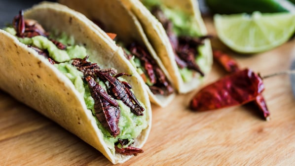 fried grasshoppers (chapulines) in a taco filled with guacamole