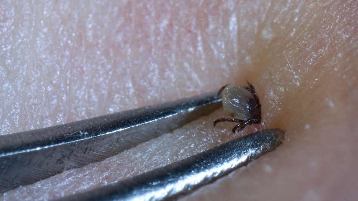 tick